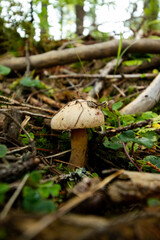 A beautiful brown mushroom in a forest.
