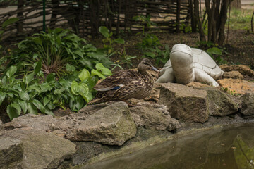 Duck on the background of a stone sculpture of a turtle