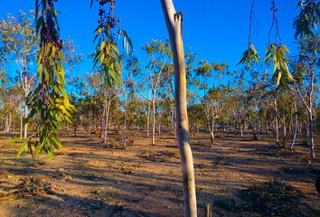 Trees and plants in the field