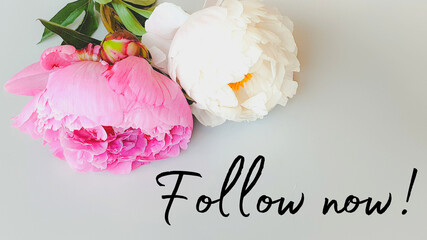 Follow social media text instagram blog peony flowers