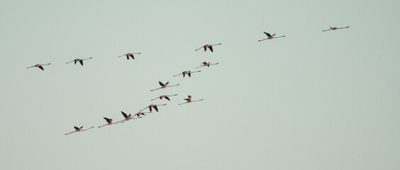 groupe of flamengo flying 