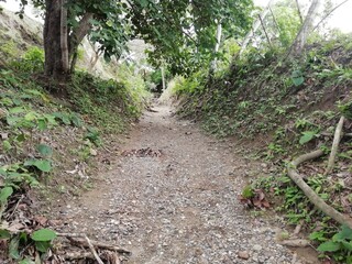 dirt road in the forest