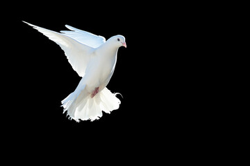 A free flying white dove isolated on a black background. The symbol of freedom. Peace. Mardin...