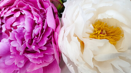 Pink and white rose peonies