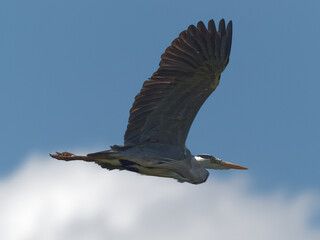 A Grey Heron (Ardea cinerea) flying overhead against a blue sky at Daisy Nook in Manchester, United Kingdom