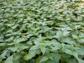 green leaves of many nettles in closeup