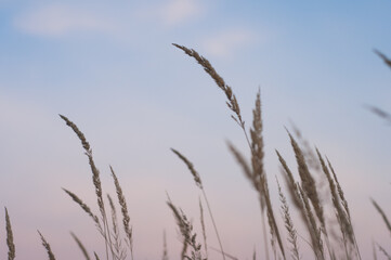 Dry grass and sunset