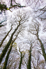 Forest and wild trees landscape in Georgia. Low angle view.
