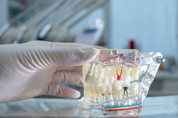 Teeth demonstration teeth dental jaw layout.