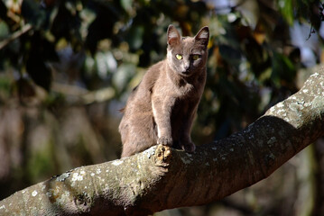 gray cat in the woods