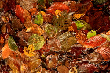 Autumn and fall colorful leaves in water, shadows and lights, yellow, reg, orange and green colors in nature background.