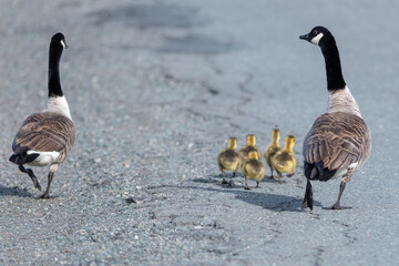 A male and female Canada Goose walking along a road with five small yellow fur babies. The mother is looking over at the male goose in a comical way. The soft fur babies are waddling along in front. © Dolores  Harvey