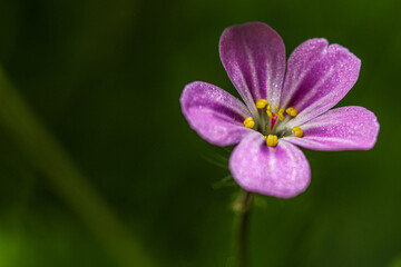 purple flower closeup