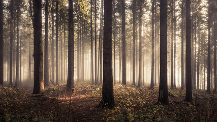 Morning Forest 