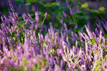 Autumn Forest Flowers Common Heather