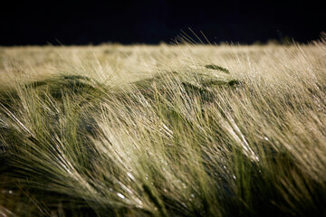 Kornfeld im Sommer, Abendstimmung