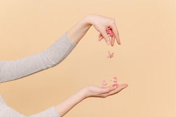Woman hands and pink flowers and petals