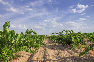 Fototapeta na wymiar Photography of a Spanish vineyard in summer