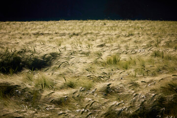 Kornfeld im Sommer, Abendstimmung