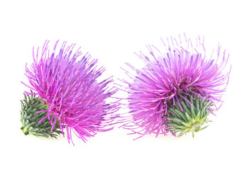 Two flowers of Milk Thistle plant isolated on a white background. Alternative medicine concept.