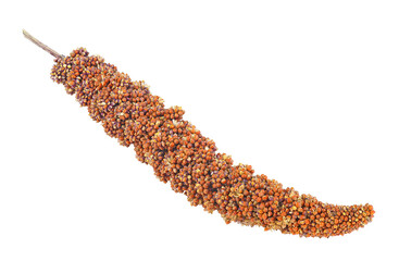 Twig of red millet isolated on a white background. Red millet seed.