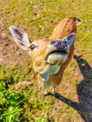 Young roe deer poses for the camera