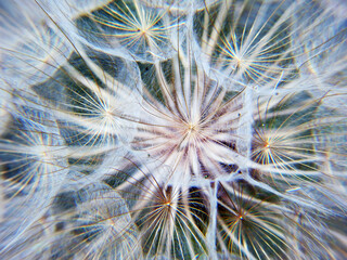 Big dandelion close-up. Macro shot.