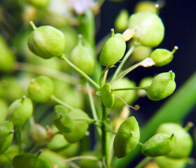 Beautiful twig with seeds. Macro shot.