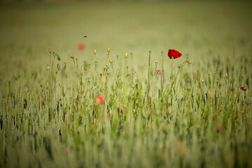 Mohnblume auf dem Getreidefeld im Frühling 