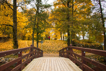Fototapeta na wymiar Autumn and fall park and forest trees leaves. Yellow and orange colors in nature.