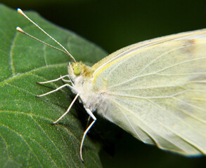 Obraz premium Butterfly cabbage on a green leaf. Macro shot. 