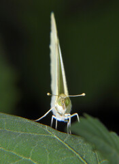 Butterfly cabbage on a green leaf. Macro shot.        