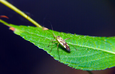 Gray bug on a green leaf. Macro shot.