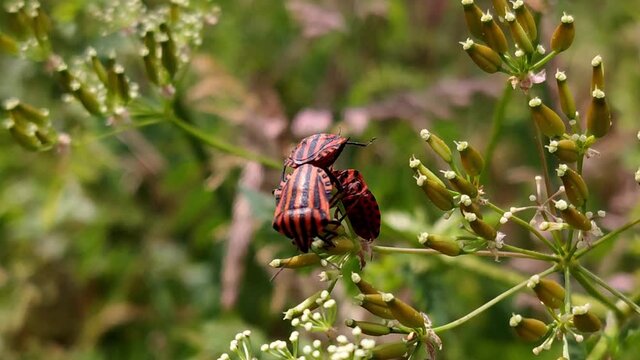 Three insects swinging on a branch in spring