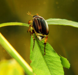A beautiful marble beetle. Macro shot.