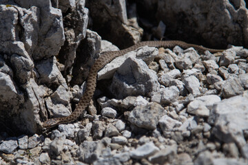 A threatening Berus viper cub