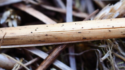 Słoma