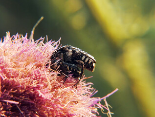 Beetles Oxythyrea funesta. Mating period. Macro shot.