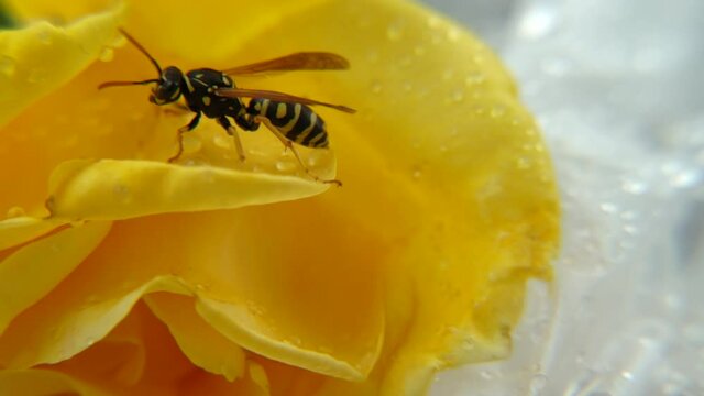 plan rapproch&eacute; d'une guepe qui grimpe sur les p&eacute;tales d'une rose jaune sur lesquelles il y a des gouttes d'eau