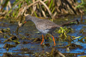 Sandpiper walks through shallow spring swamp