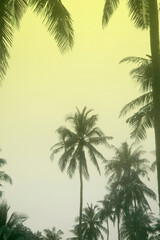 Fototapeta na wymiar coconut trees on the beach with filter colored.