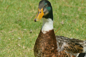 duck drake Mallard bird