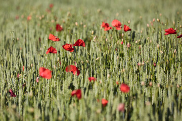 Mohnblumen auf dem Getreidefeld im Frühling 