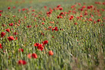 Mohnblumen auf dem Getreidefeld im Frühling 