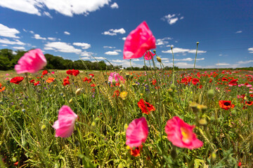 Summer blooming poppies in a southern Maryland calvert county USA wheat field with blue sky. - obrazy, fototapety, plakaty