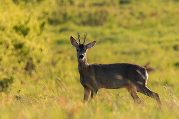 Wildlife photography of a young male roe deer (Capreolus capreolus) with small antlers standing on a meadow .
