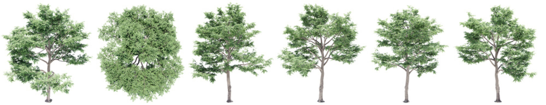 Set or collection of green elm trees isolated on white background. Concept or conceptual 3d illustration for nature, ecology and conservation, strength and endurance, force and life