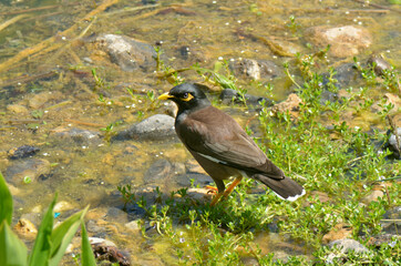 myna  bird afghan starling