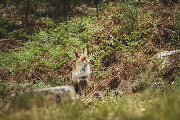 Naklejka na ściany i meble Red Fox (Vulpes vulpes) on wild, Galicia, Spain.