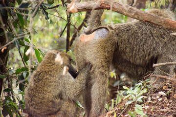 Monkeys searching for ticks